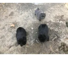 3 Chow Chow puppies left - 5