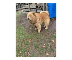 3 Chow Chow puppies left - 6