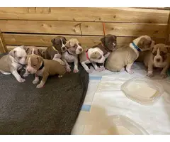 Pit bull puppies 6 boys 3 girls - 2