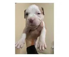 Pit bull puppies 6 boys 3 girls - 5