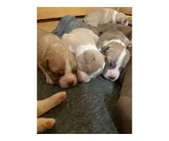 Pit bull puppies 6 boys 3 girls - 6