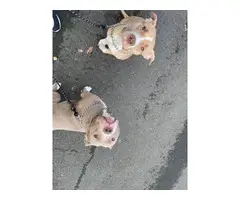 Pit bull puppies 6 boys 3 girls - 7