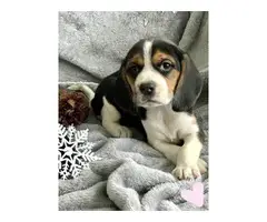 2 Beagle puppies available - 2