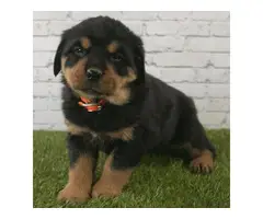 3 Purebred Rottweiler Puppies for sale