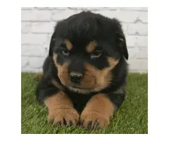 3 Purebred Rottweiler Puppies for sale - 2