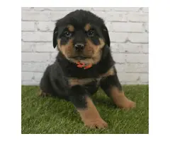 3 Purebred Rottweiler Puppies for sale - 3