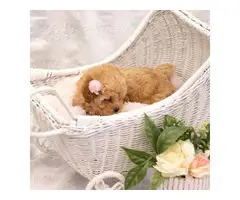 2 beautiful pure breed Toy poodle puppies