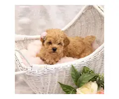 2 beautiful pure breed Toy poodle puppies - 2