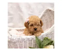 2 beautiful pure breed Toy poodle puppies - 3
