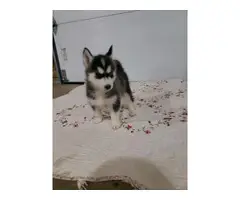 Female and Male Siberian Husky puppy available - 1