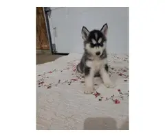 Female and Male Siberian Husky puppy available - 2