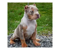 Golden American bully puppies