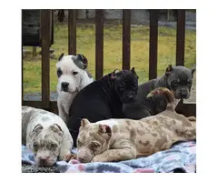 Golden American bully puppies - 2