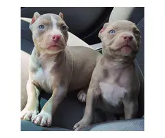 Golden American bully puppies - 3
