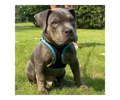 Golden American bully puppies - 5