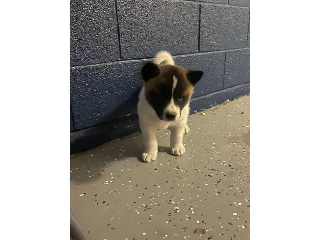 5 Akita puppies available Phoenix - Puppies for Sale Near Me