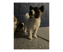 5 Akita puppies available Phoenix - Puppies for Sale Near Me