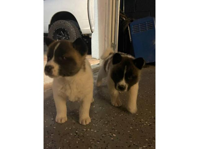 5 Akita puppies available Phoenix - Puppies for Sale Near Me