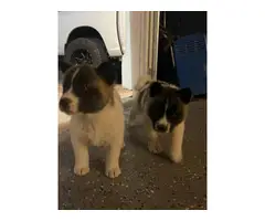 5 Akita puppies available - 4