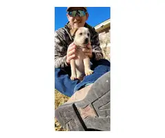 Red and blue heeler puppies - 3