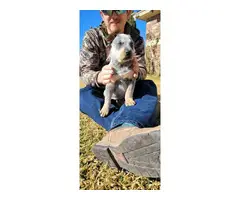 Red and blue heeler puppies - 4