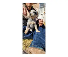 Red and blue heeler puppies - 6