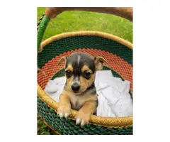 Chihuahua Puppies for sale - 1