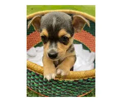 Chihuahua Puppies for sale - 2