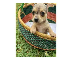 Chihuahua Puppies for sale - 3