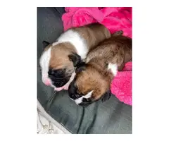 2 AKC Boxer puppies for sale