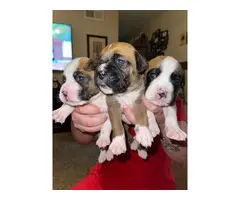 2 AKC Boxer puppies for sale - 2