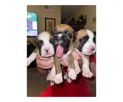 2 AKC Boxer puppies for sale - 3
