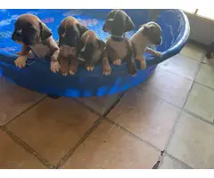2 AKC Boxer puppies for sale - 4