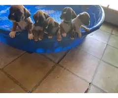 2 AKC Boxer puppies for sale - 5