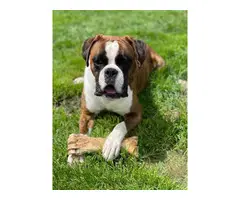 2 AKC Boxer puppies for sale - 6