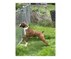 2 AKC Boxer puppies for sale - 7