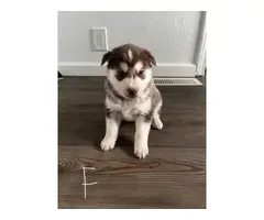 9 Husky puppies for adoption - 5
