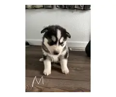 9 Husky puppies for adoption - 9
