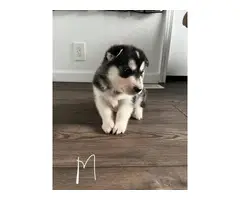 9 Husky puppies for adoption - 11