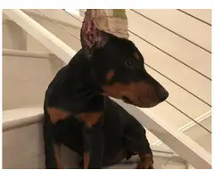 full-blooded American Doberman Pups For Sale