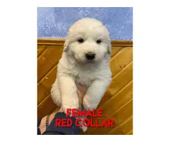 3 LGD Great Pyrenees puppies - 3