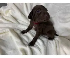 Short haired purebred GSP puppies - 2