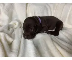 Short haired purebred GSP puppies - 3