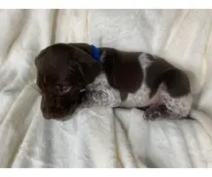 Short haired purebred GSP puppies - 5