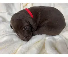 Short haired purebred GSP puppies - 7