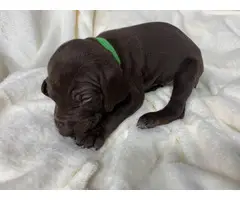 Short haired purebred GSP puppies - 8