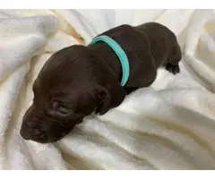 Short haired purebred GSP puppies - 10