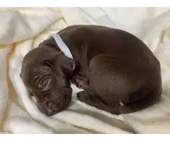 Short haired purebred GSP puppies - 11