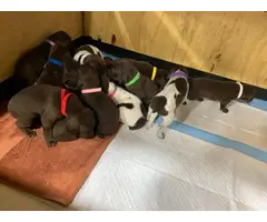 Short haired purebred GSP puppies - 12