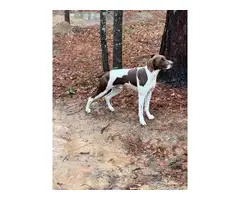 Short haired purebred GSP puppies - 14